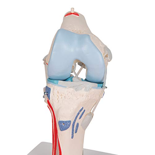 3B Scientific® Modelo de Articulación de Rodilla Humana – Anatomía de 12 Partes a Tamaño Real con Músculos, Ligamentos y Estructuras Óseas Desmontables + Smart Anatomy App (Garantía de 5 Años)