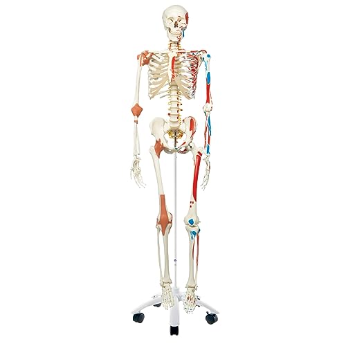 3B Scientific A13 Modelo Anatómico Humano - Modelo de Esqueleto Sam con Músculos y Ligamentos, Versión de Lujo, Montado Sobre Soporte Metálico de 5 Ruedas + App de anatomía gratuita - 3B Smart Anatomy