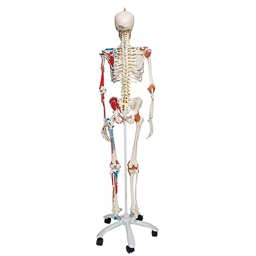 3B Scientific A13 Modelo Anatómico Humano - Modelo de Esqueleto Sam con Músculos y Ligamentos, Versión de Lujo, Montado Sobre Soporte Metálico de 5 Ruedas + App de anatomía gratuita - 3B Smart Anatomy
