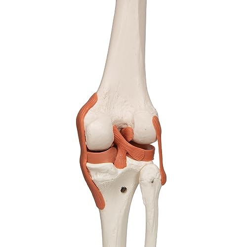 3B Scientific A13 Modelo Anatómico Humano - Modelo de Esqueleto Sam con Músculos y Ligamentos, Versión de Lujo, Montado Sobre Soporte Metálico de 5 Ruedas + App de anatomía gratuita - 3B Smart Anatomy