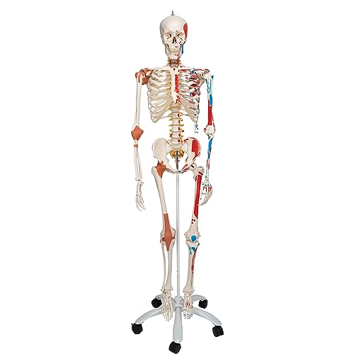 3B Scientific A13 Modelo Anatómico Humano - Modelo de Esqueleto Sam con Músculos y Ligamentos, Versión de Lujo, Montado Sobre Soporte Metálico de 5 Ruedas + App de anatomía gratuita - 3B Smart Anatomy