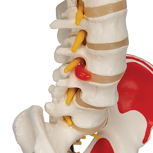 3B Scientific A13 Modelo Anatómico Humano - Modelo de Esqueleto Sam con Músculos y Ligamentos, Versión de Lujo, Montado Sobre Soporte Metálico de 5 Ruedas + App de anatomía gratuita - 3B Smart Anatomy