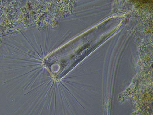 Bresser MikroCamII 0.4 UHSP Cámara de Alta Velocidad Bresser MikroCamII 0.4 UHSP Cámara de Alta Velocidad para microscopios con hasta 300 fotogramas por Segundo