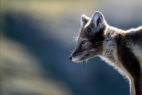 TAMRON 150-500 mm F/5-6,7 Di III VC VXD Black