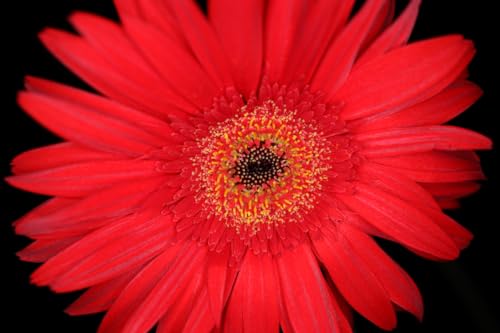 Canon Objetivo RF 35mm f/1,8 Macro IS STM - Lente Gran Angular, Foto Detalle y Vídeo Incluso con Muy Poca Luz, Ligero, Enfoque STM y estabilizador óptico 5 Pasos, Compatible con Sistema EOS R, Negro