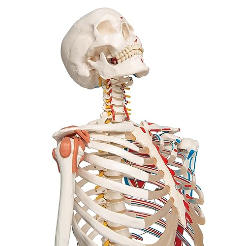 3B Scientific A13 Modelo Anatómico Humano - Modelo de Esqueleto Sam con Músculos y Ligamentos, Versión de Lujo, Montado Sobre Soporte Metálico de 5 Ruedas + App de anatomía gratuita - 3B Smart Anatomy