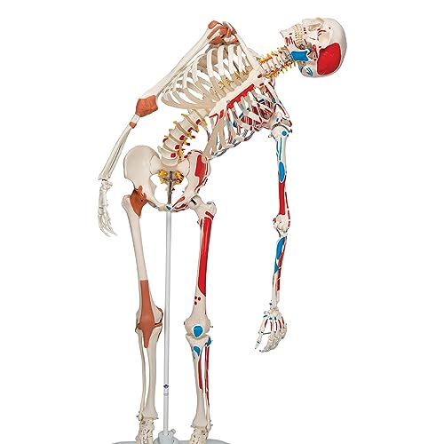 3B Scientific A13 Modelo Anatómico Humano - Modelo de Esqueleto Sam con Músculos y Ligamentos, Versión de Lujo, Montado Sobre Soporte Metálico de 5 Ruedas + App de anatomía gratuita - 3B Smart Anatomy
