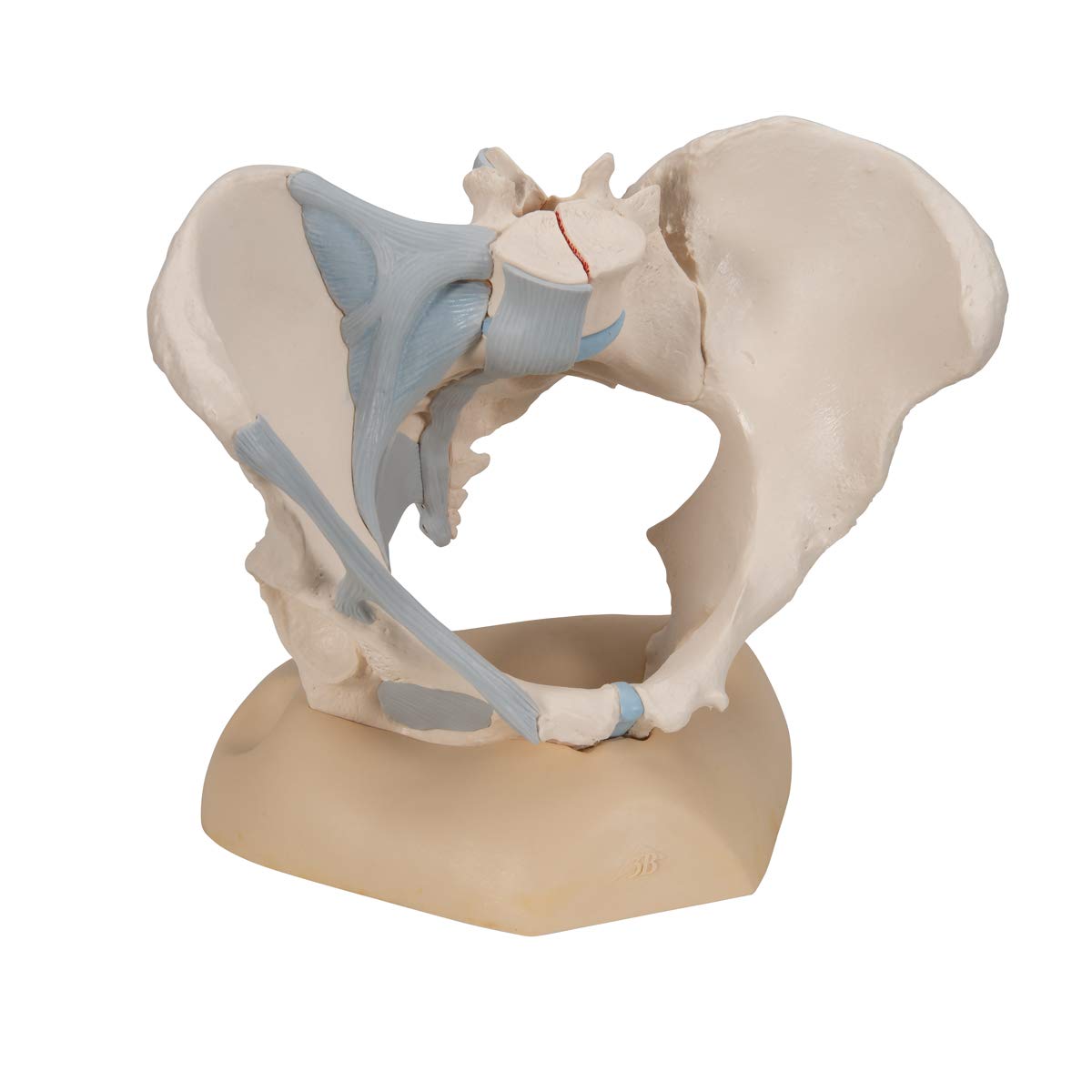 3B Scientific H20/2 Modelo de anatomía humana Pelvis Femenina Con Ligamentos, 3, Partes + App de anatomía gratuita - 3B Smart Anatomy