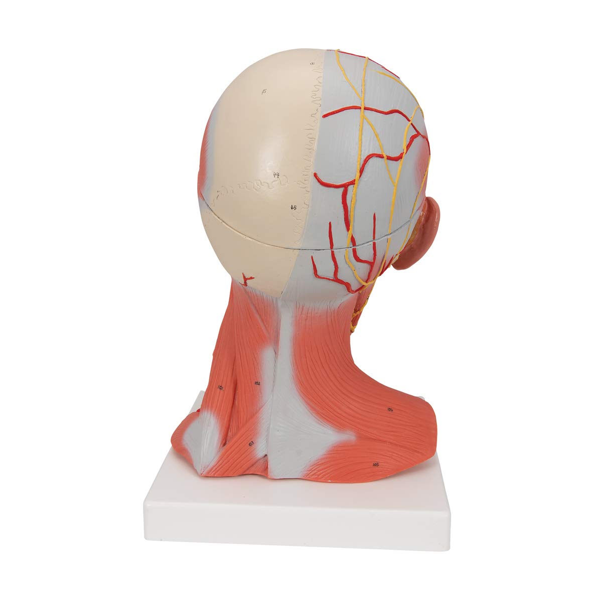 3B Scientific C05 Modelo de anatomía humana Musculatura de la Cabeza y del Cuello, 5 Piezas + App de anatomía gratuita - 3B Smart Anatomy