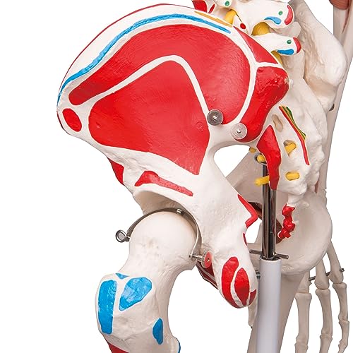 3B Scientific A13 Modelo Anatómico Humano - Modelo de Esqueleto Sam con Músculos y Ligamentos, Versión de Lujo, Montado Sobre Soporte Metálico de 5 Ruedas + App de anatomía gratuita - 3B Smart Anatomy