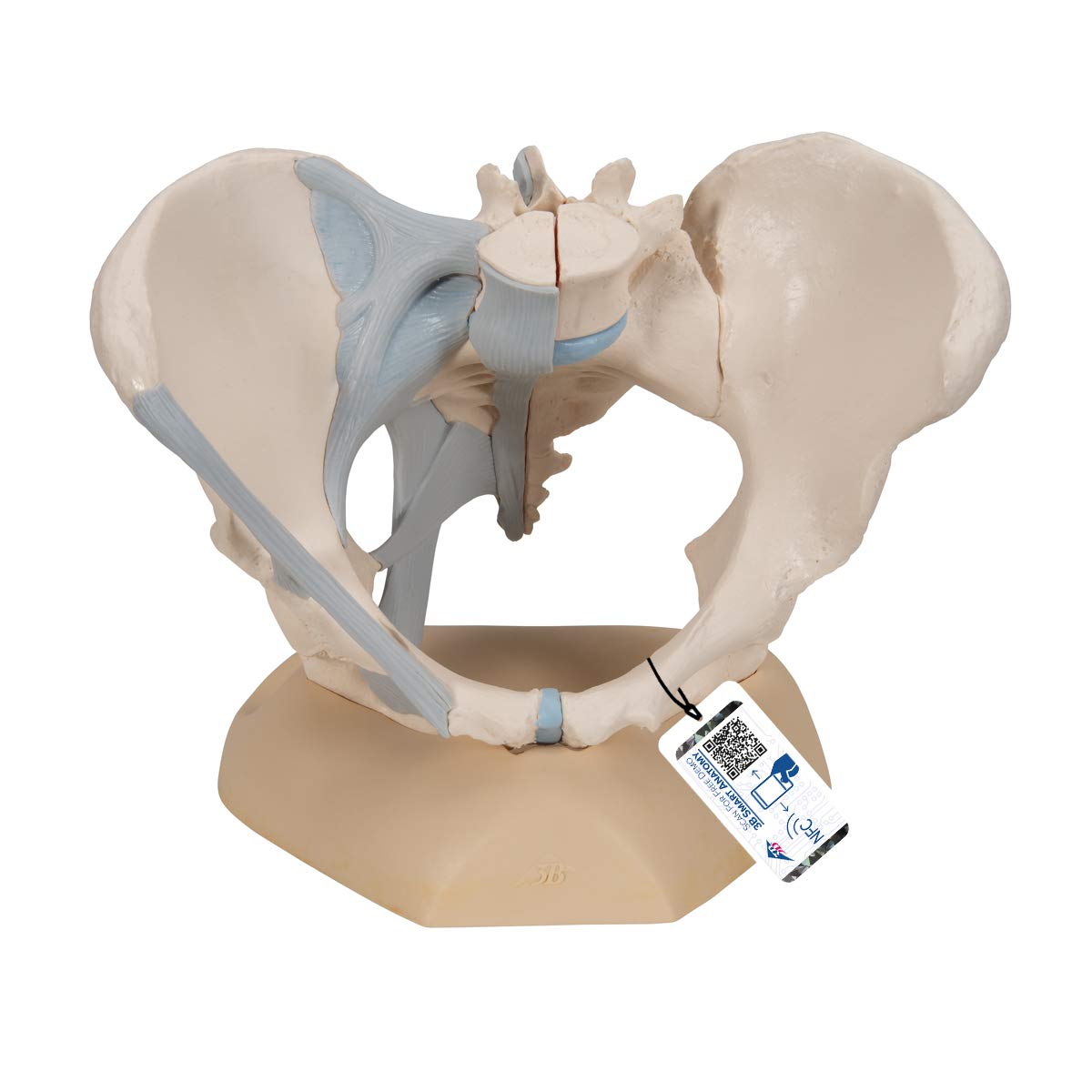 3B Scientific H20/2 Modelo de anatomía humana Pelvis Femenina Con Ligamentos, 3, Partes + App de anatomía gratuita - 3B Smart Anatomy