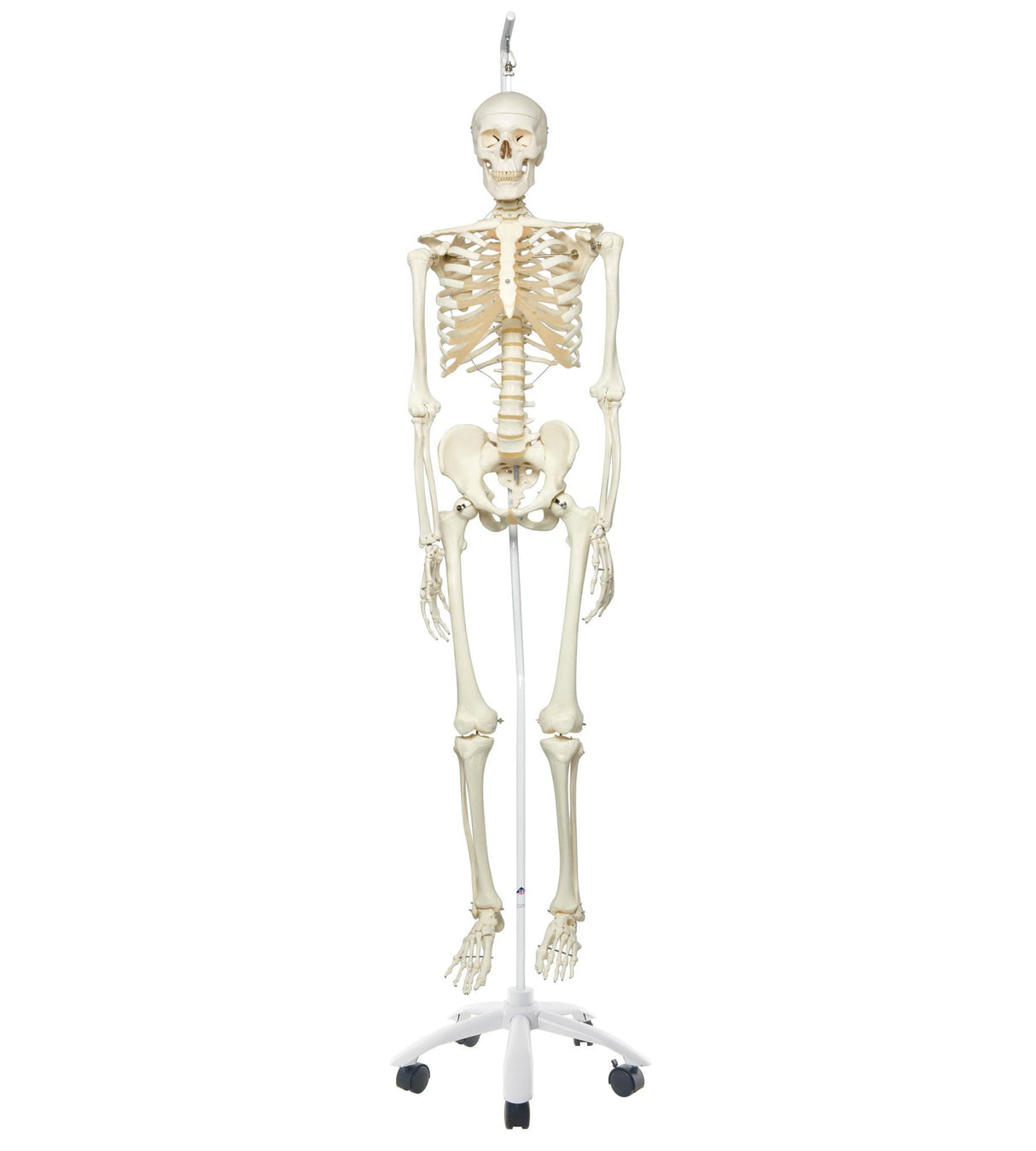 3B Scientific A10/1 Modelo de anatomía humana Esqueleto Clásico Stan Colgado sobre Soporte con 5 Rollen
