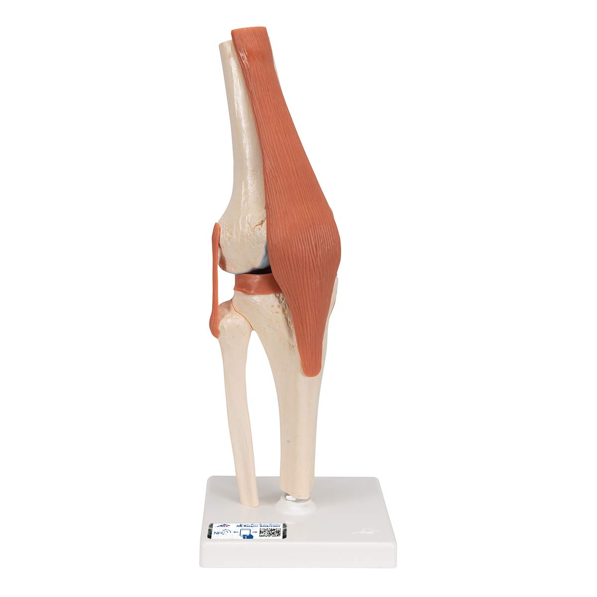 3B Scientific® Modelo Funcional de Articulación de la Rodilla – De Lujo a Tamaño Real con Ligamentos, Demuestra Movimiento Natural + Smart Anatomy App (Garantía de 5 Años)