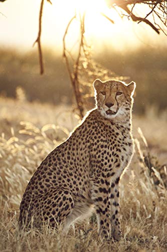 Tamron T80174 - Objetivo SP 150-600 mm F/5-6.3 Di VC USD G2 para Canon, negro