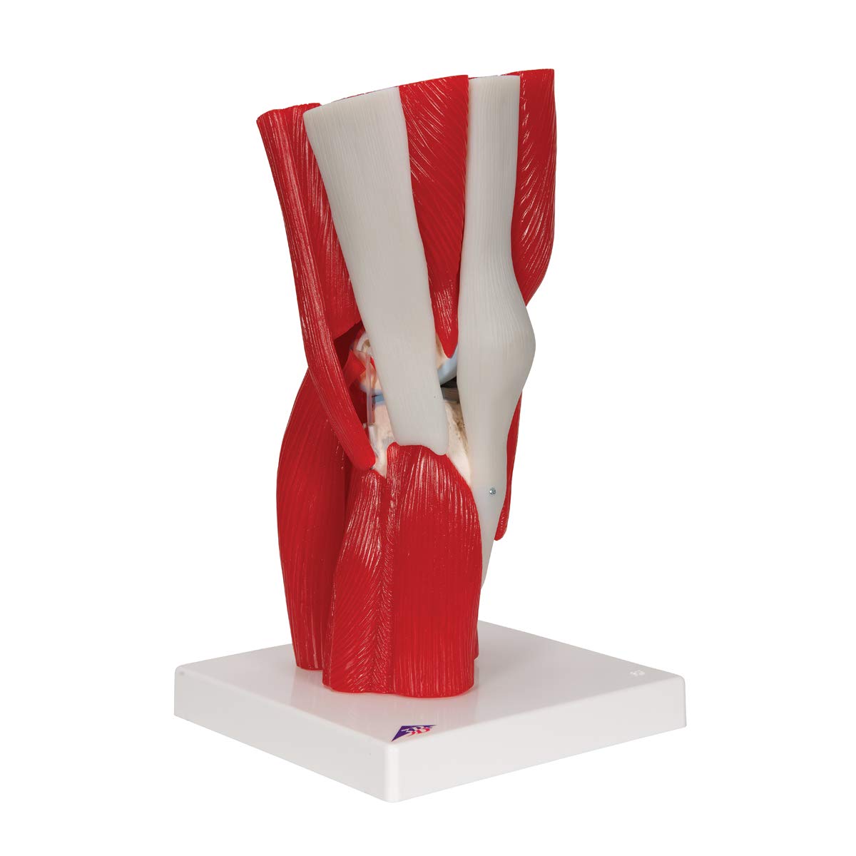 3B Scientific® Modelo de Articulación de Rodilla Humana – Anatomía de 12 Partes a Tamaño Real con Músculos, Ligamentos y Estructuras Óseas Desmontables + Smart Anatomy App (Garantía de 5 Años)