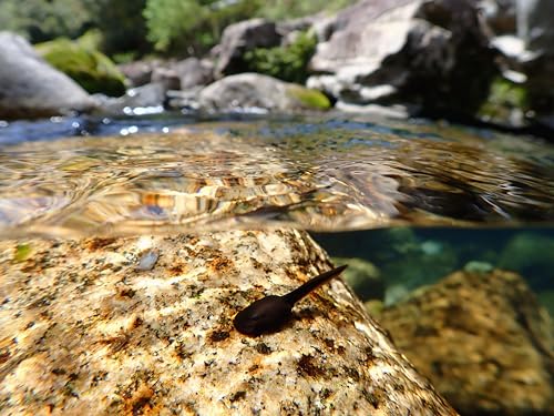OM SYSTEM Cámara Tough TG-7, 12 MP, Resistente al Agua y a los Golpes, Modos de Disparo subacuático y Macro, vídeo 4K, Zoom Angular de 4X (sucesora de la Olympus TG-6), Negro