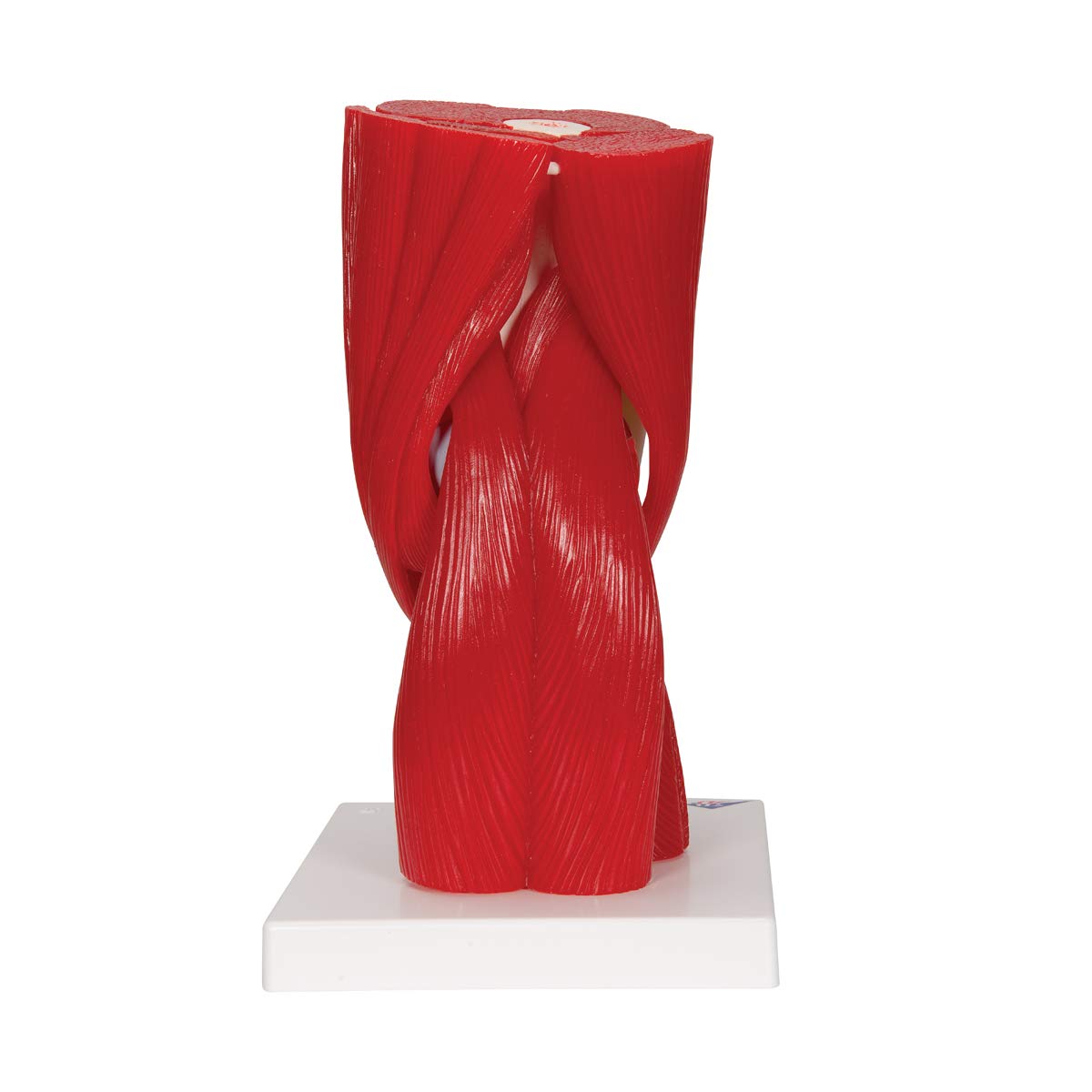 3B Scientific® Modelo de Articulación de Rodilla Humana – Anatomía de 12 Partes a Tamaño Real con Músculos, Ligamentos y Estructuras Óseas Desmontables + Smart Anatomy App (Garantía de 5 Años)
