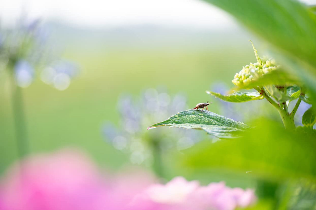 Tamron 70-300mm F/4.5-6.3 Di III RXD Nikon Z