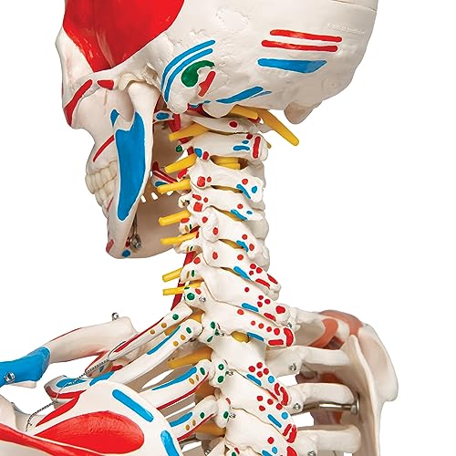 3B Scientific A13 Modelo Anatómico Humano - Modelo de Esqueleto Sam con Músculos y Ligamentos, Versión de Lujo, Montado Sobre Soporte Metálico de 5 Ruedas + App de anatomía gratuita - 3B Smart Anatomy