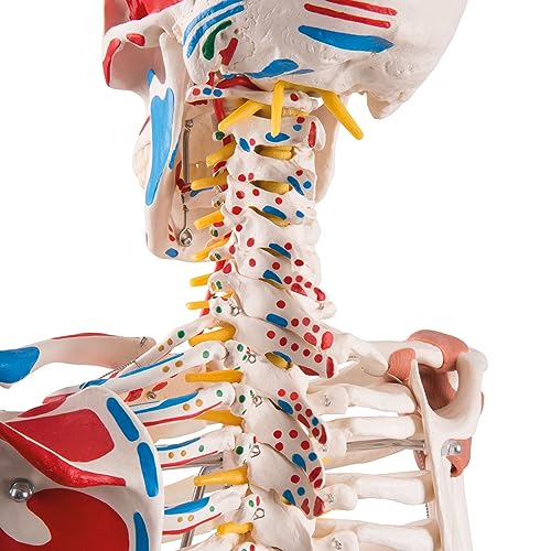 3B Scientific A13 Modelo Anatómico Humano - Modelo de Esqueleto Sam con Músculos y Ligamentos, Versión de Lujo, Montado Sobre Soporte Metálico de 5 Ruedas + App de anatomía gratuita - 3B Smart Anatomy