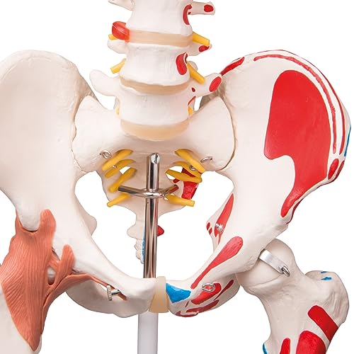 3B Scientific A13 Modelo Anatómico Humano - Modelo de Esqueleto Sam con Músculos y Ligamentos, Versión de Lujo, Montado Sobre Soporte Metálico de 5 Ruedas + App de anatomía gratuita - 3B Smart Anatomy