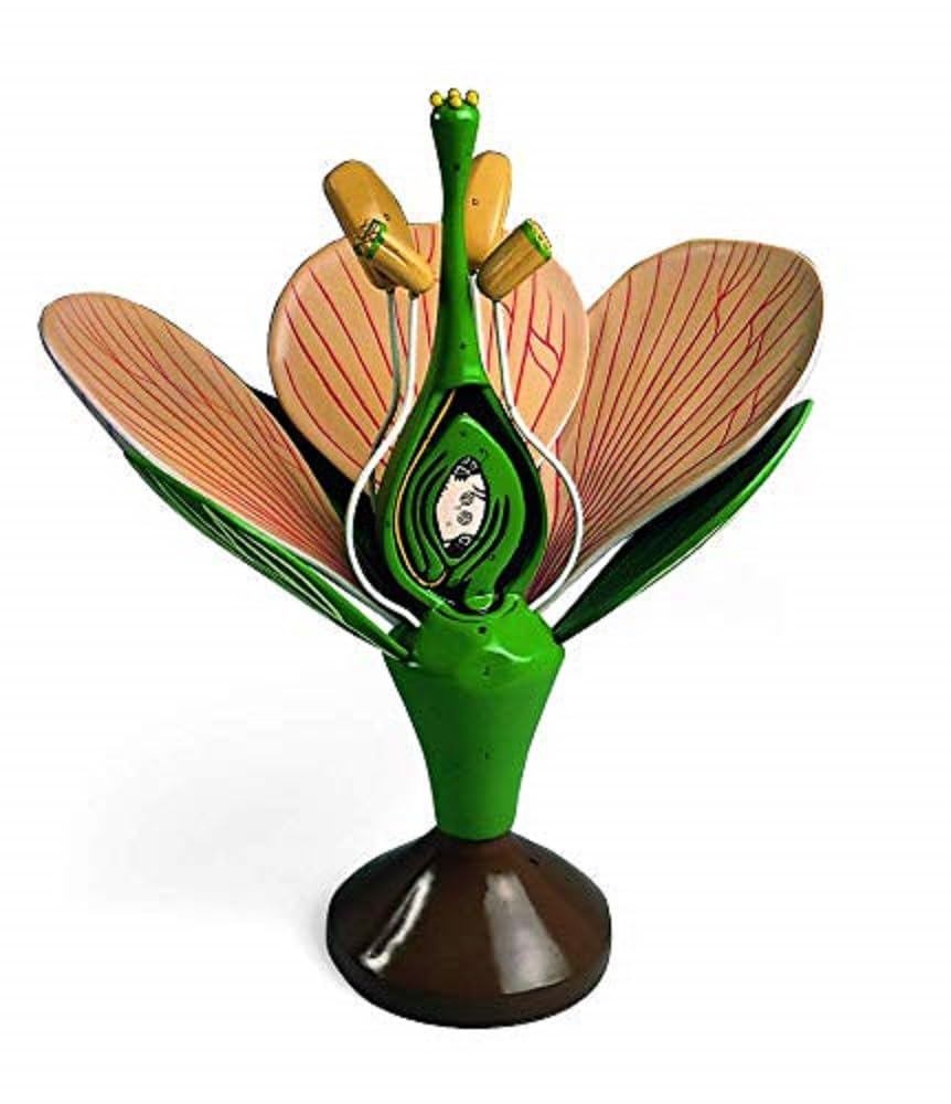 Denoyer-Geppert Dicotiledonous Flower, modelo