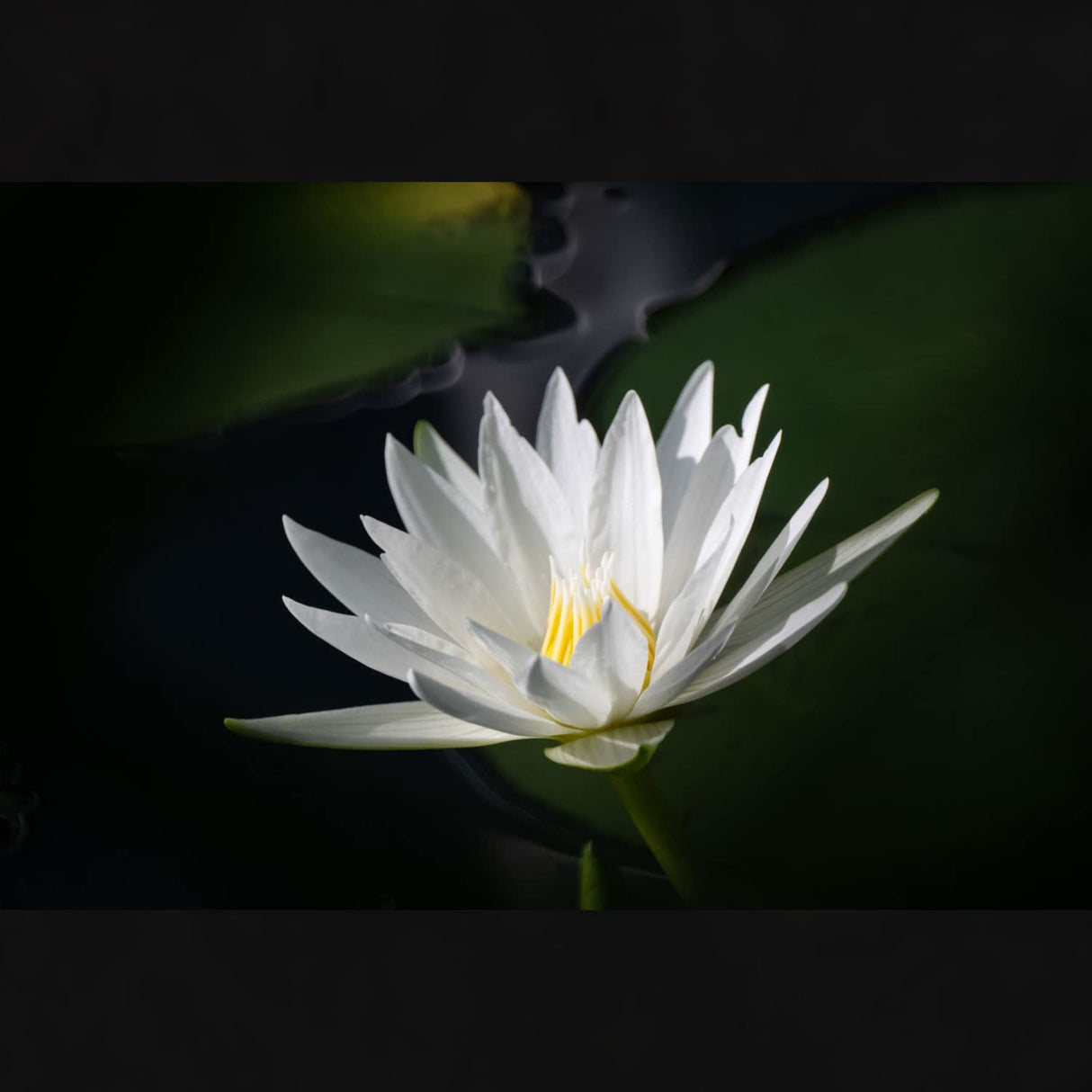 Tokina SZX 500mm F8 MF Micro 4/3