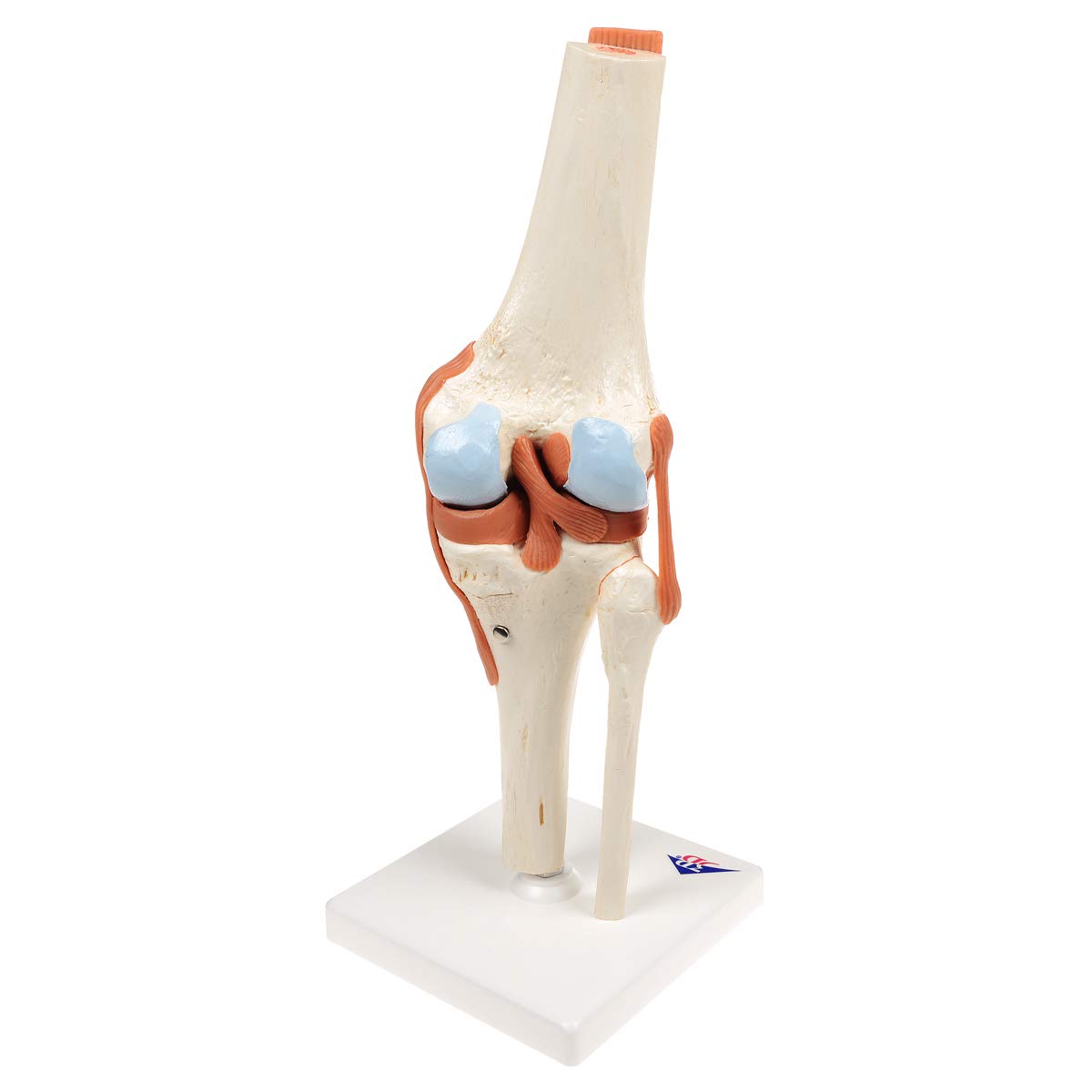 3B Scientific® Modelo Funcional de Articulación de la Rodilla – De Lujo a Tamaño Real con Ligamentos, Demuestra Movimiento Natural + Smart Anatomy App (Garantía de 5 Años)
