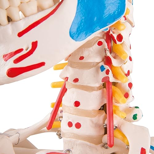 3B Scientific A13 Modelo Anatómico Humano - Modelo de Esqueleto Sam con Músculos y Ligamentos, Versión de Lujo, Montado Sobre Soporte Metálico de 5 Ruedas + App de anatomía gratuita - 3B Smart Anatomy