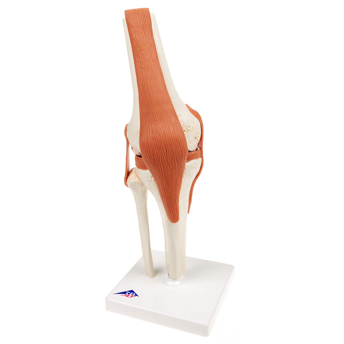 3B Scientific® Modelo Funcional de Articulación de la Rodilla – De Lujo a Tamaño Real con Ligamentos, Demuestra Movimiento Natural + Smart Anatomy App (Garantía de 5 Años)