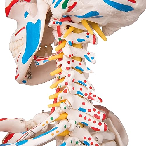 3B Scientific A13 Modelo Anatómico Humano - Modelo de Esqueleto Sam con Músculos y Ligamentos, Versión de Lujo, Montado Sobre Soporte Metálico de 5 Ruedas + App de anatomía gratuita - 3B Smart Anatomy