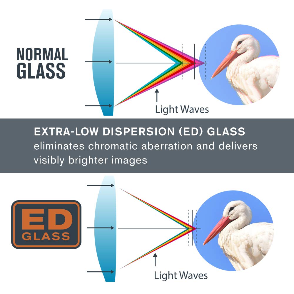 Celestron 71391 Regal ED 10x42: prismáticos para observar Aves y para Exteriores, prismas BaK–4 con Revestimiento de Fase y dieléctrico, óptica Completamente revestida, Foco cercano de 3 m