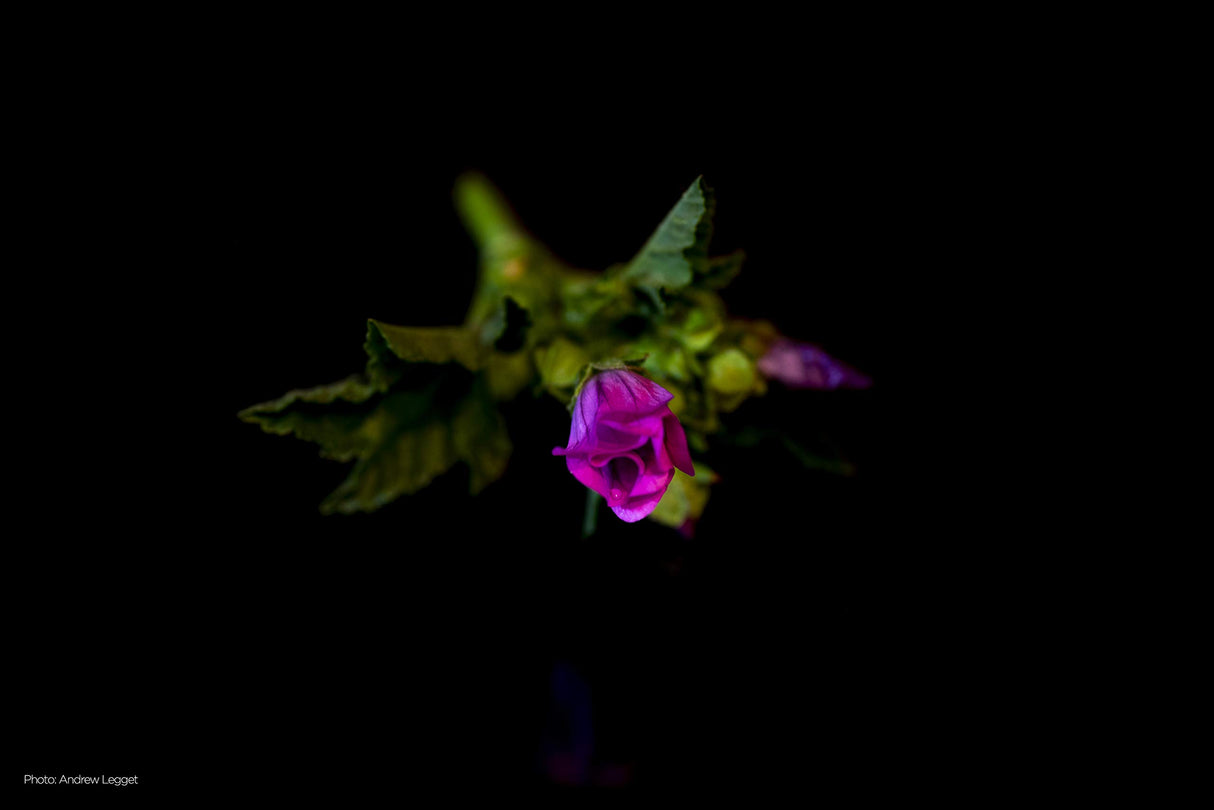 Tokina ATX-i 100mm F2.8 Nikon A+ Black