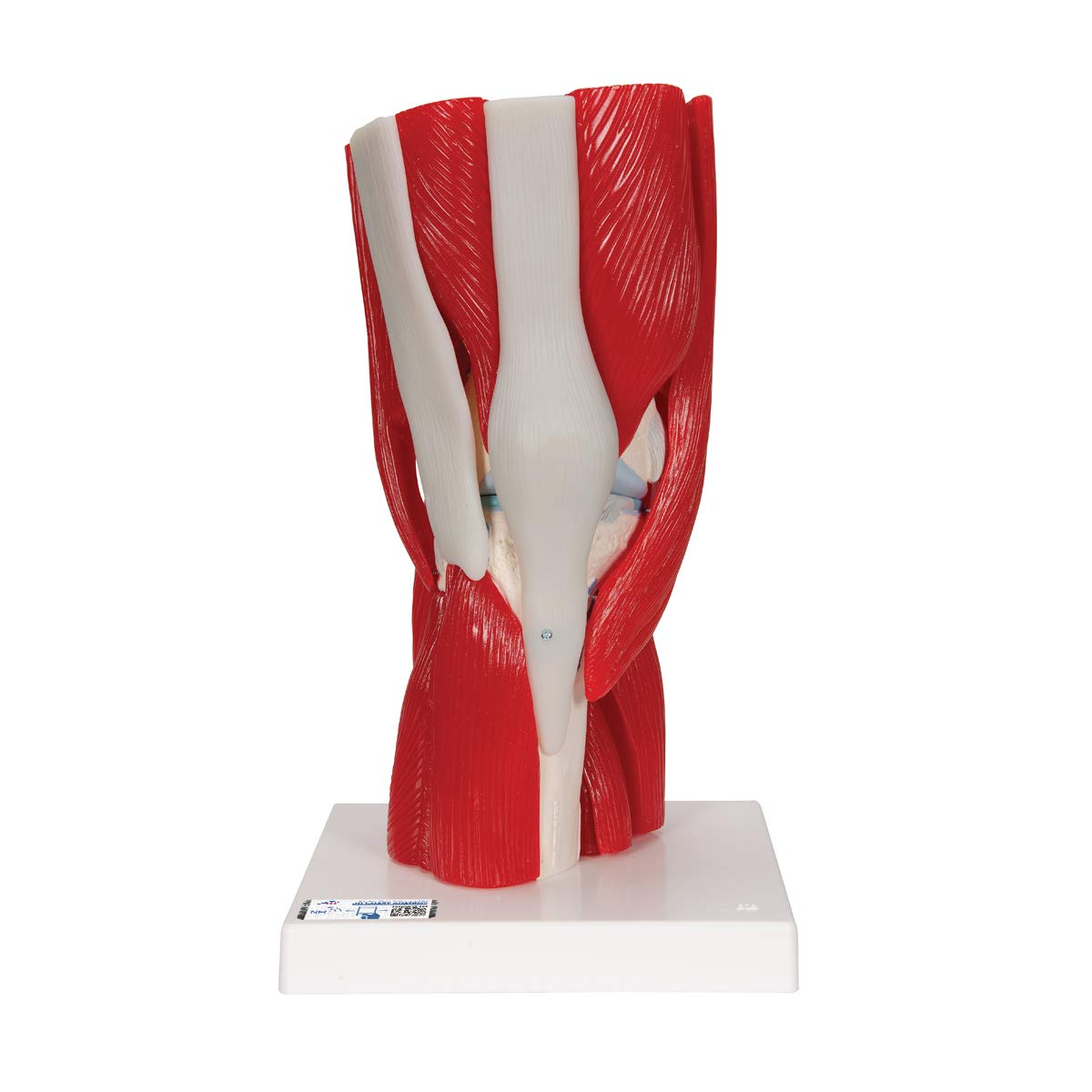 3B Scientific® Modelo de Articulación de Rodilla Humana – Anatomía de 12 Partes a Tamaño Real con Músculos, Ligamentos y Estructuras Óseas Desmontables + Smart Anatomy App (Garantía de 5 Años)