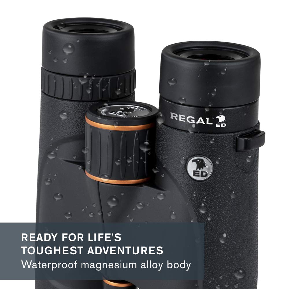 Celestron 71391 Regal ED 10x42: prismáticos para observar Aves y para Exteriores, prismas BaK–4 con Revestimiento de Fase y dieléctrico, óptica Completamente revestida, Foco cercano de 3 m