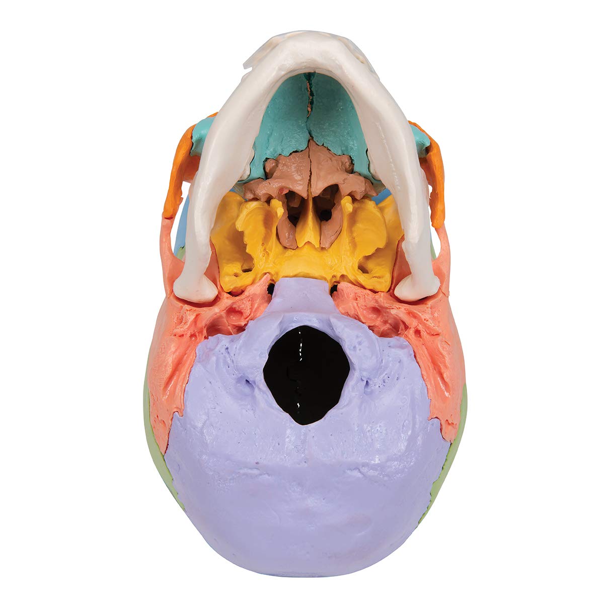 3B Scientific A291 Modelo de Anatomía Humana Cráneo, Kit Didáctico, 22 Partes