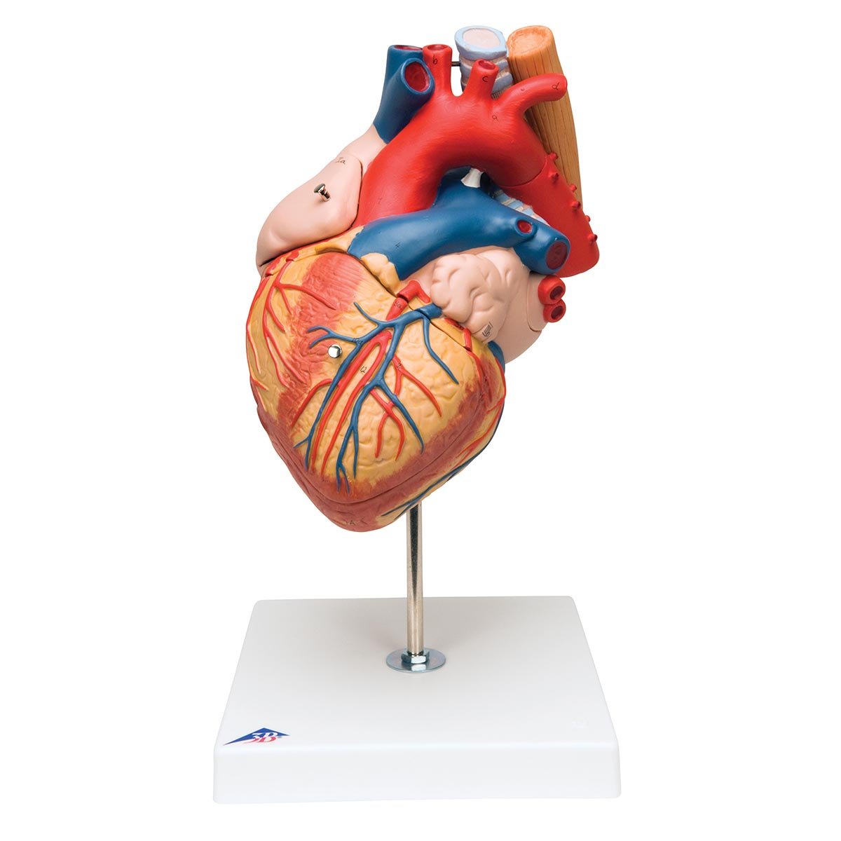 3B Scientific G13 Corazón Con Esófago y Tráquea, 2 Veces Su Tamaño Natural, de 5 Piezas + App de anatomía gratuita - 3B Smart Anatomy