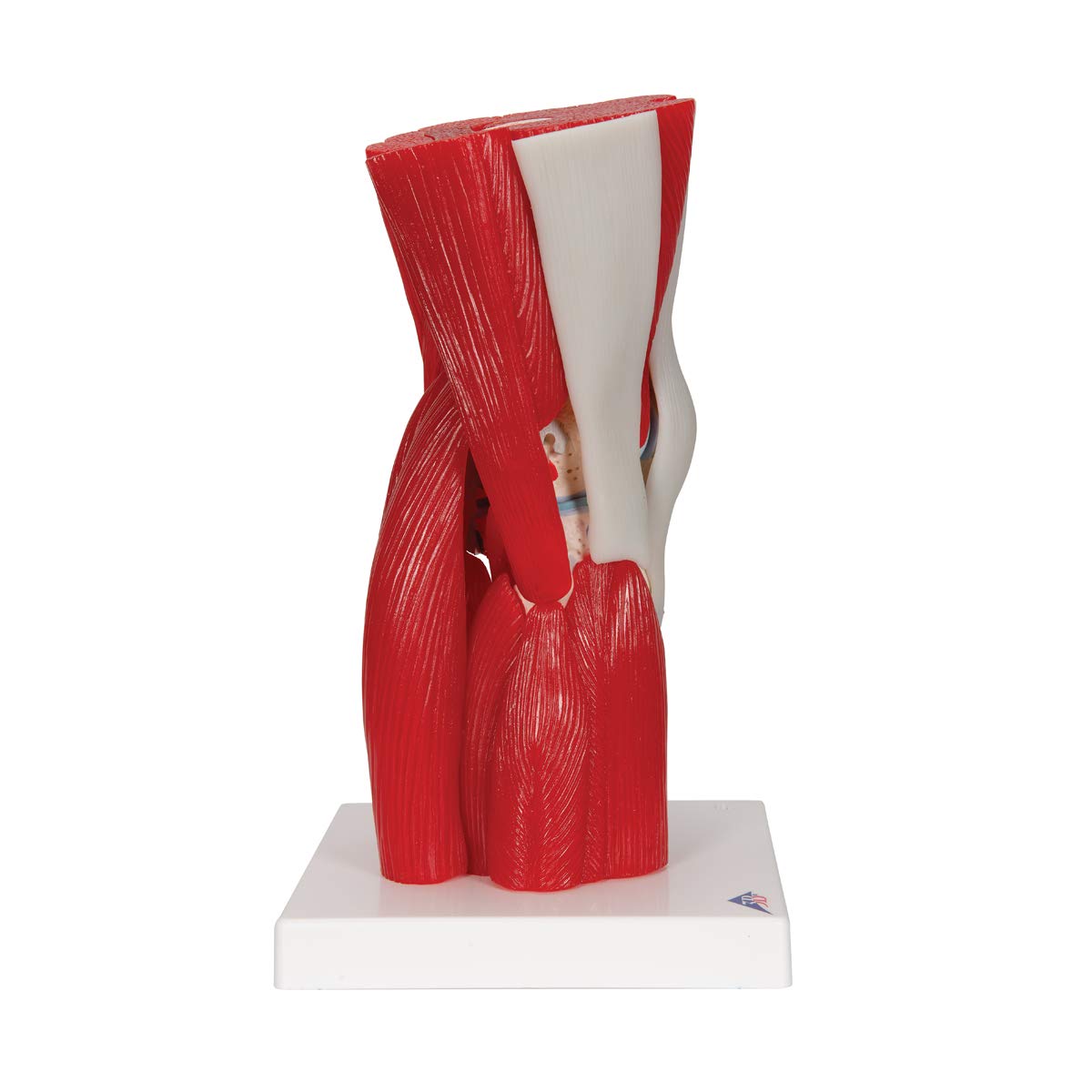 3B Scientific® Modelo de Articulación de Rodilla Humana – Anatomía de 12 Partes a Tamaño Real con Músculos, Ligamentos y Estructuras Óseas Desmontables + Smart Anatomy App (Garantía de 5 Años)