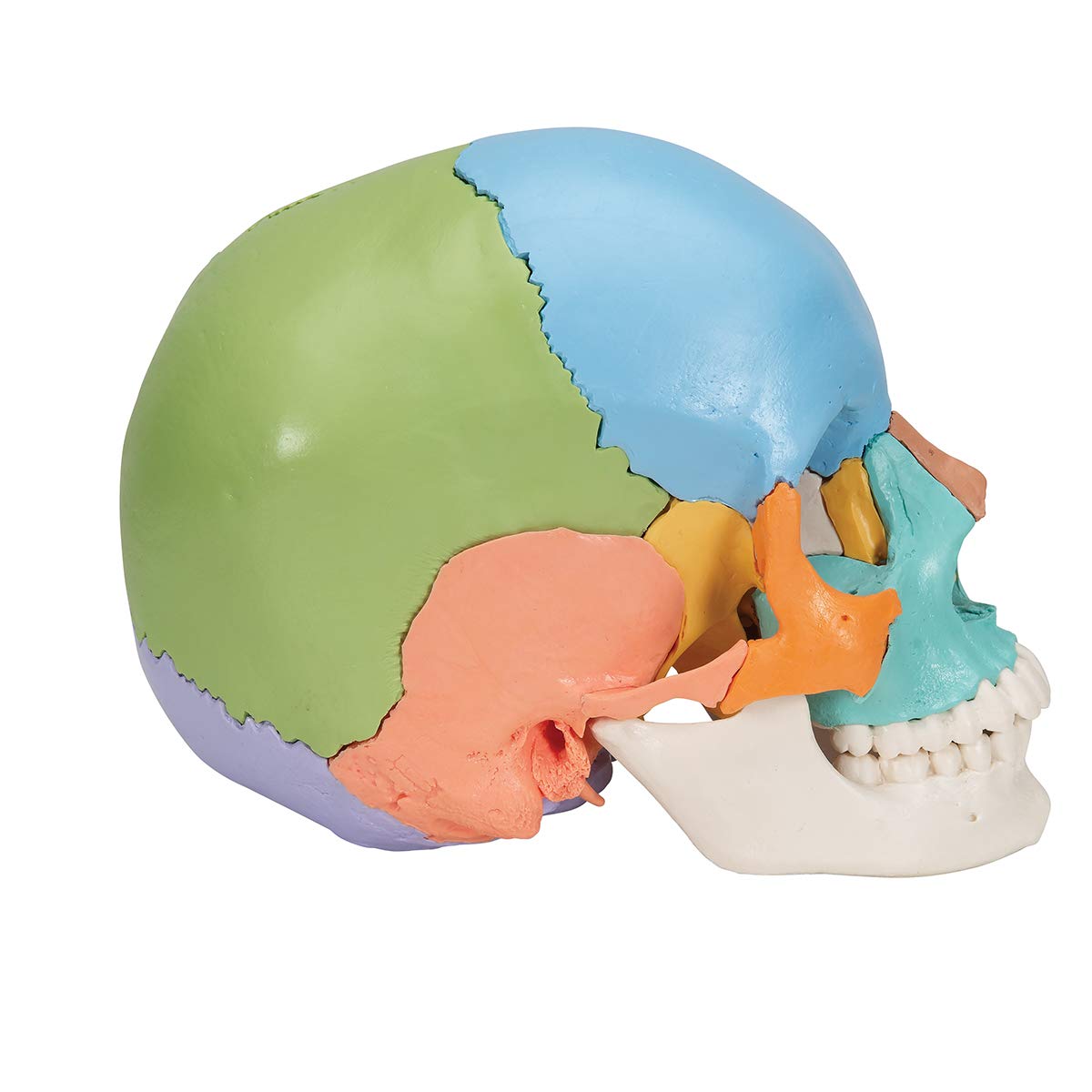 3B Scientific A291 Modelo de Anatomía Humana Cráneo, Kit Didáctico, 22 Partes