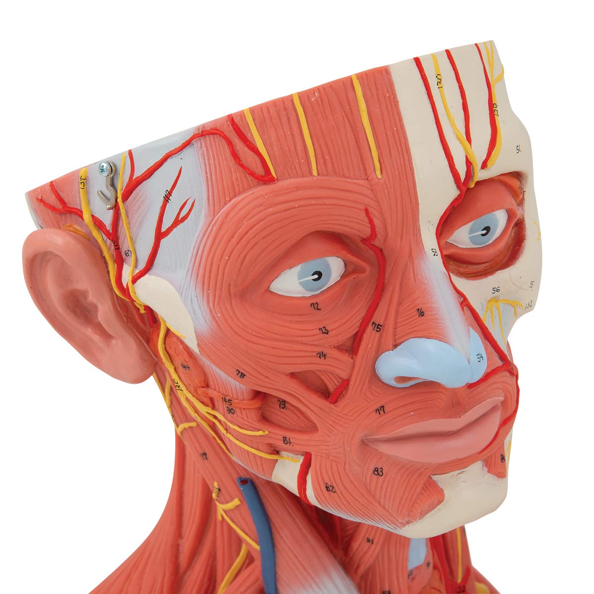 3B Scientific C05 Modelo de anatomía humana Musculatura de la Cabeza y del Cuello, 5 Piezas + App de anatomía gratuita - 3B Smart Anatomy