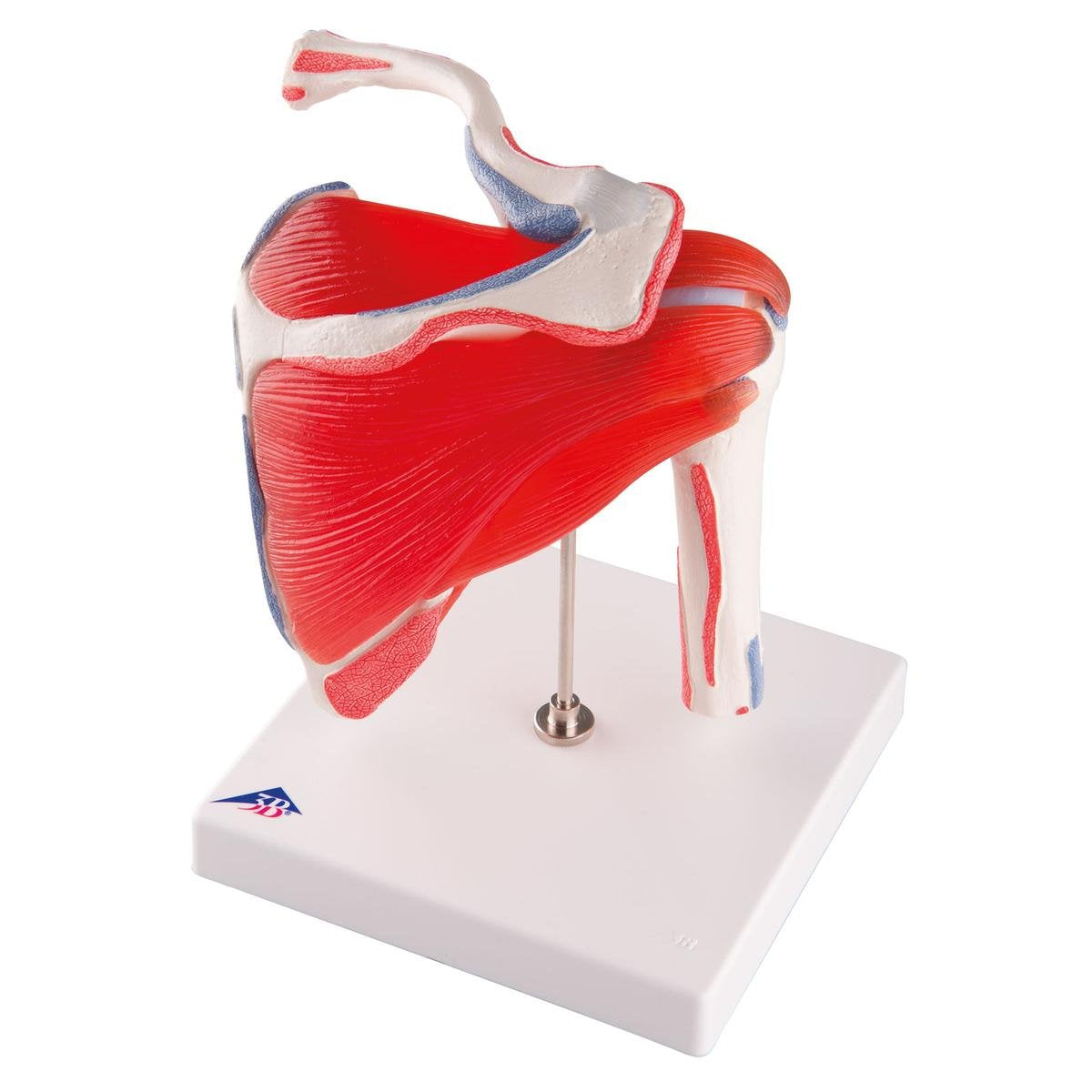 3B Scientific® Articulación del Hombro con Manguito Rotador – Modelo Anatómico Humano a Tamaño Real con Músculos, Componentes Desmontables, App 3B Smart Anatomy (Ayuda Didáctica Médica)