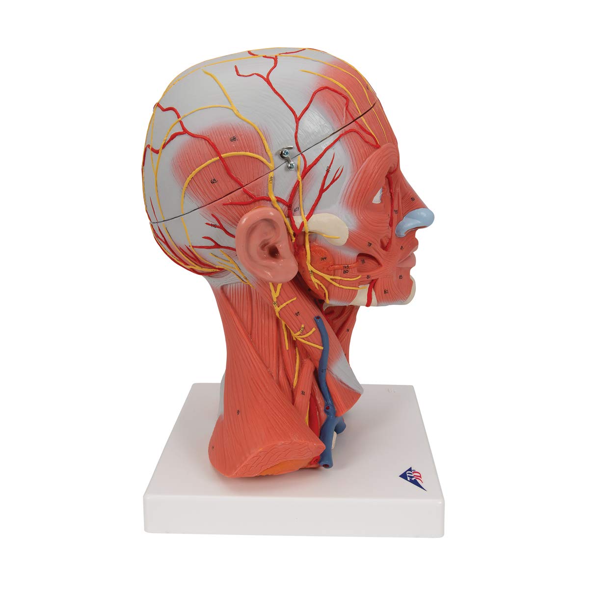 3B Scientific C05 Modelo de anatomía humana Musculatura de la Cabeza y del Cuello, 5 Piezas + App de anatomía gratuita - 3B Smart Anatomy