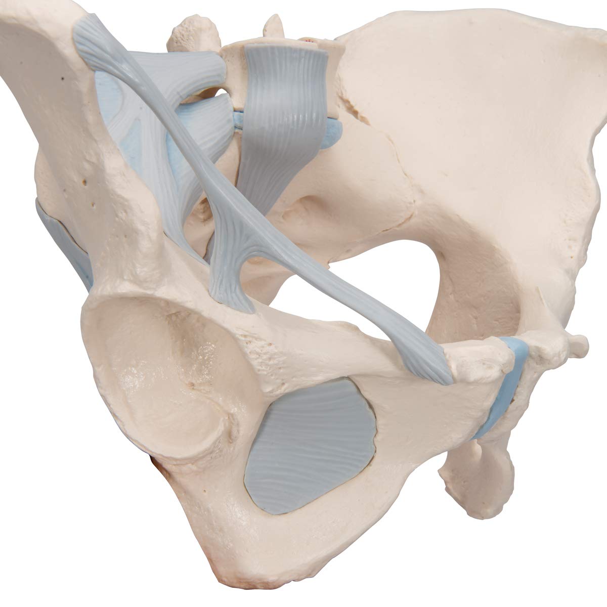 3B Scientific H20/2 Modelo de anatomía humana Pelvis Femenina Con Ligamentos, 3, Partes + App de anatomía gratuita - 3B Smart Anatomy