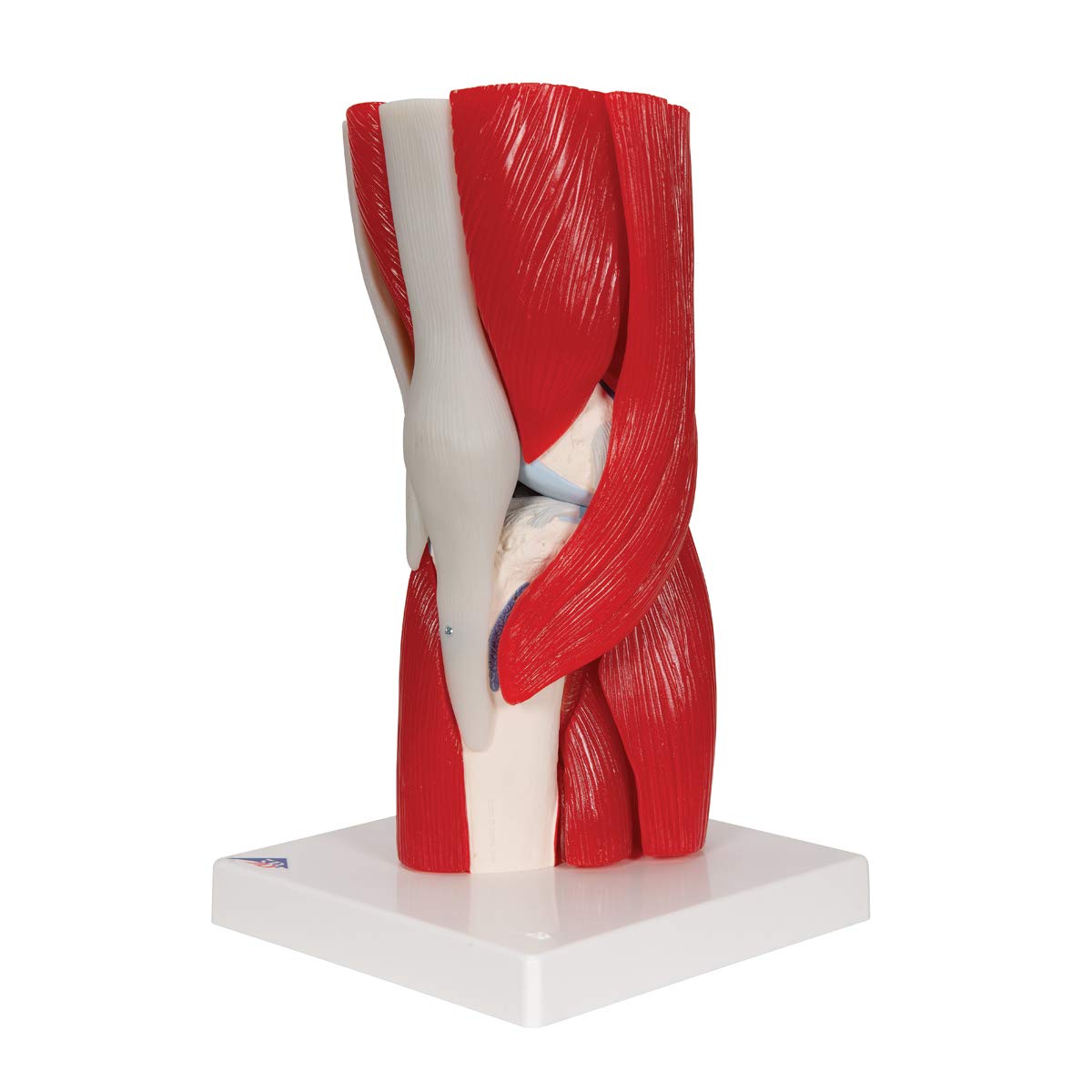 3B Scientific® Modelo de Articulación de Rodilla Humana – Anatomía de 12 Partes a Tamaño Real con Músculos, Ligamentos y Estructuras Óseas Desmontables + Smart Anatomy App (Garantía de 5 Años)