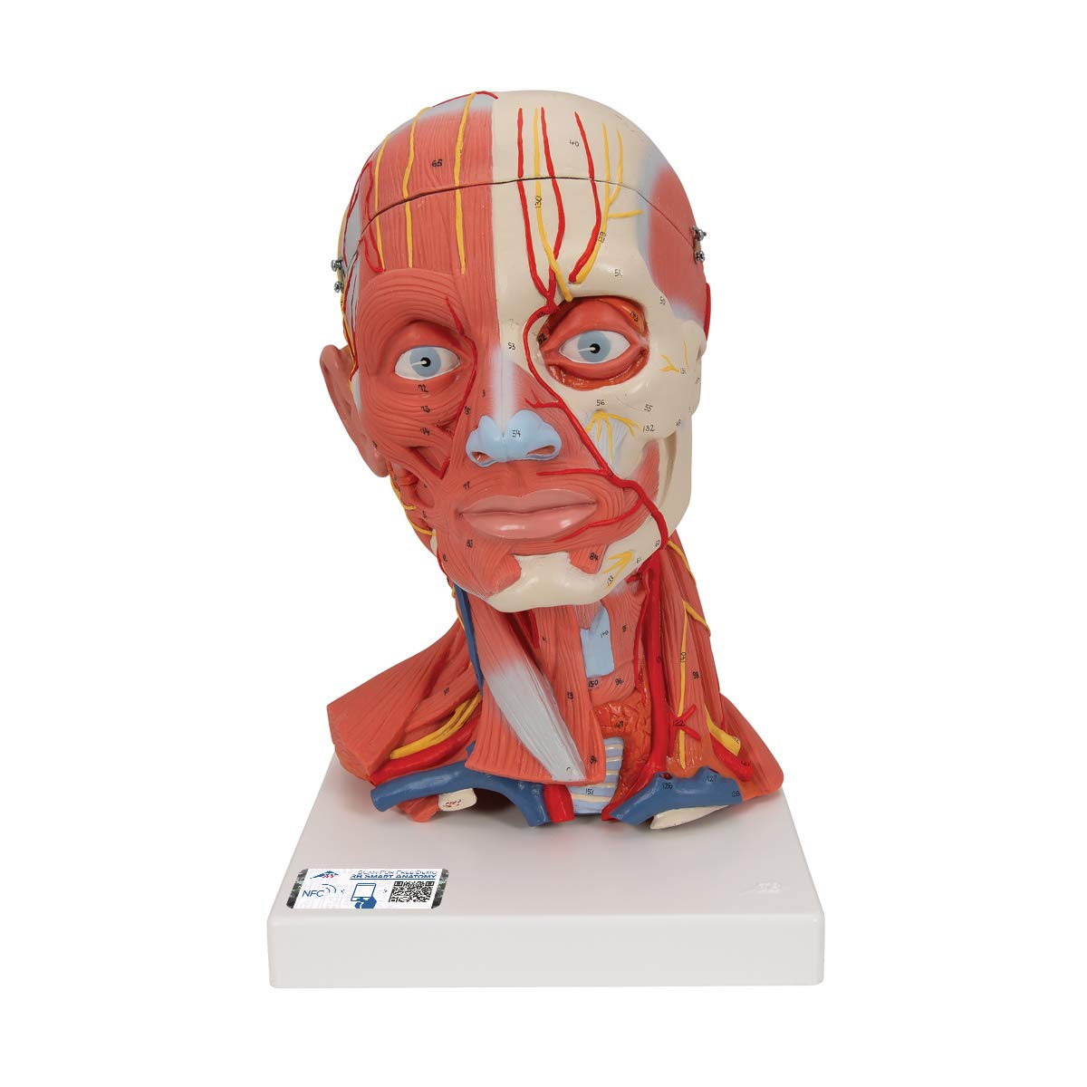 3B Scientific C05 Modelo de anatomía humana Musculatura de la Cabeza y del Cuello, 5 Piezas + App de anatomía gratuita - 3B Smart Anatomy