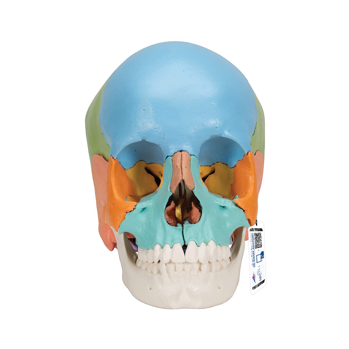 3B Scientific A291 Modelo de Anatomía Humana Cráneo, Kit Didáctico, 22 Partes