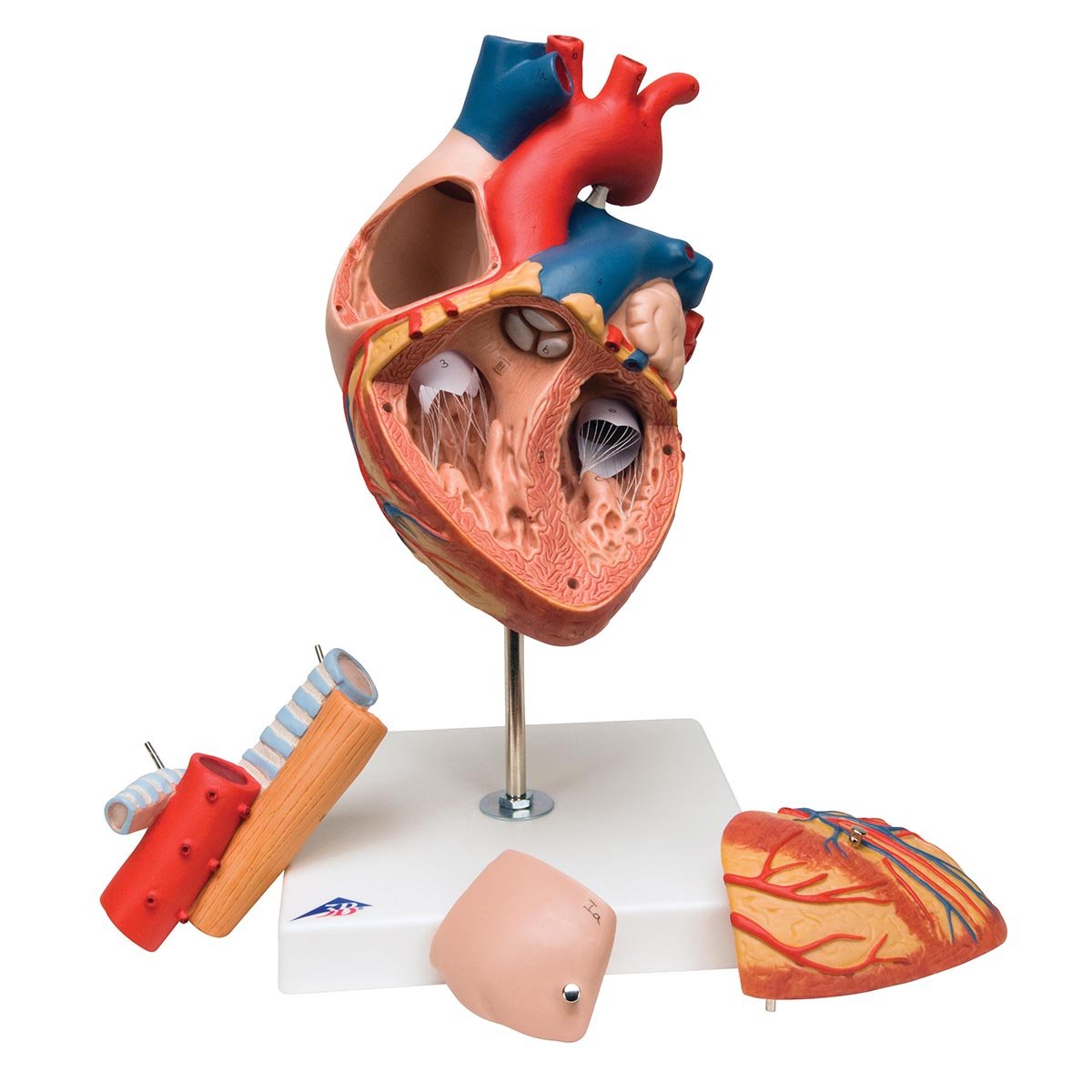3B Scientific G13 Corazón Con Esófago y Tráquea, 2 Veces Su Tamaño Natural, de 5 Piezas + App de anatomía gratuita - 3B Smart Anatomy