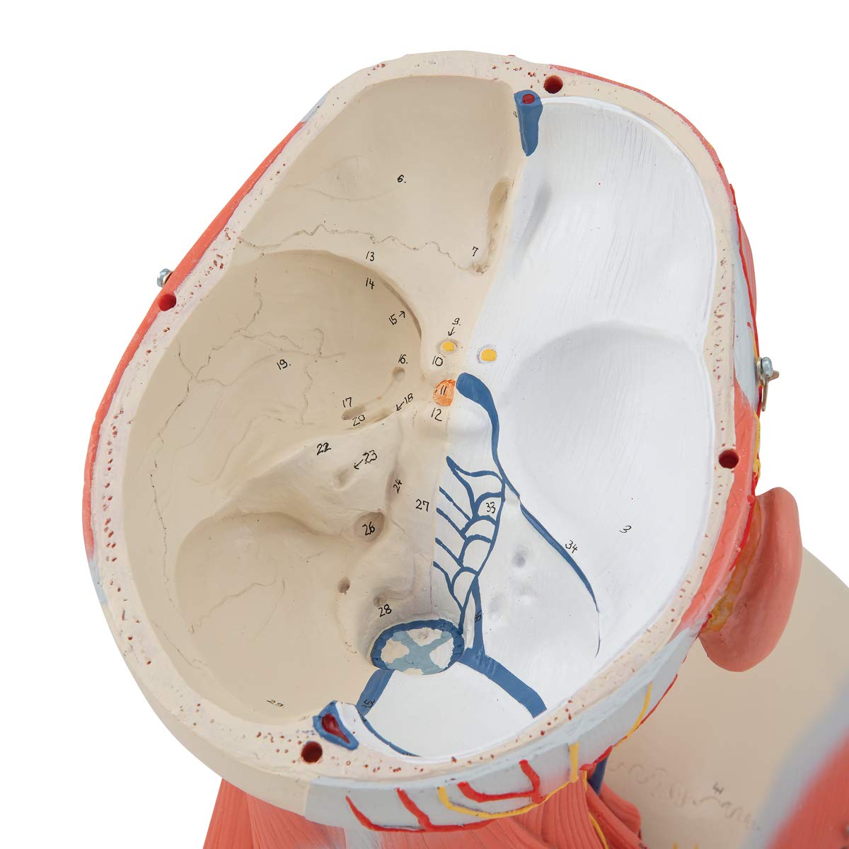 3B Scientific C05 Modelo de anatomía humana Musculatura de la Cabeza y del Cuello, 5 Piezas + App de anatomía gratuita - 3B Smart Anatomy