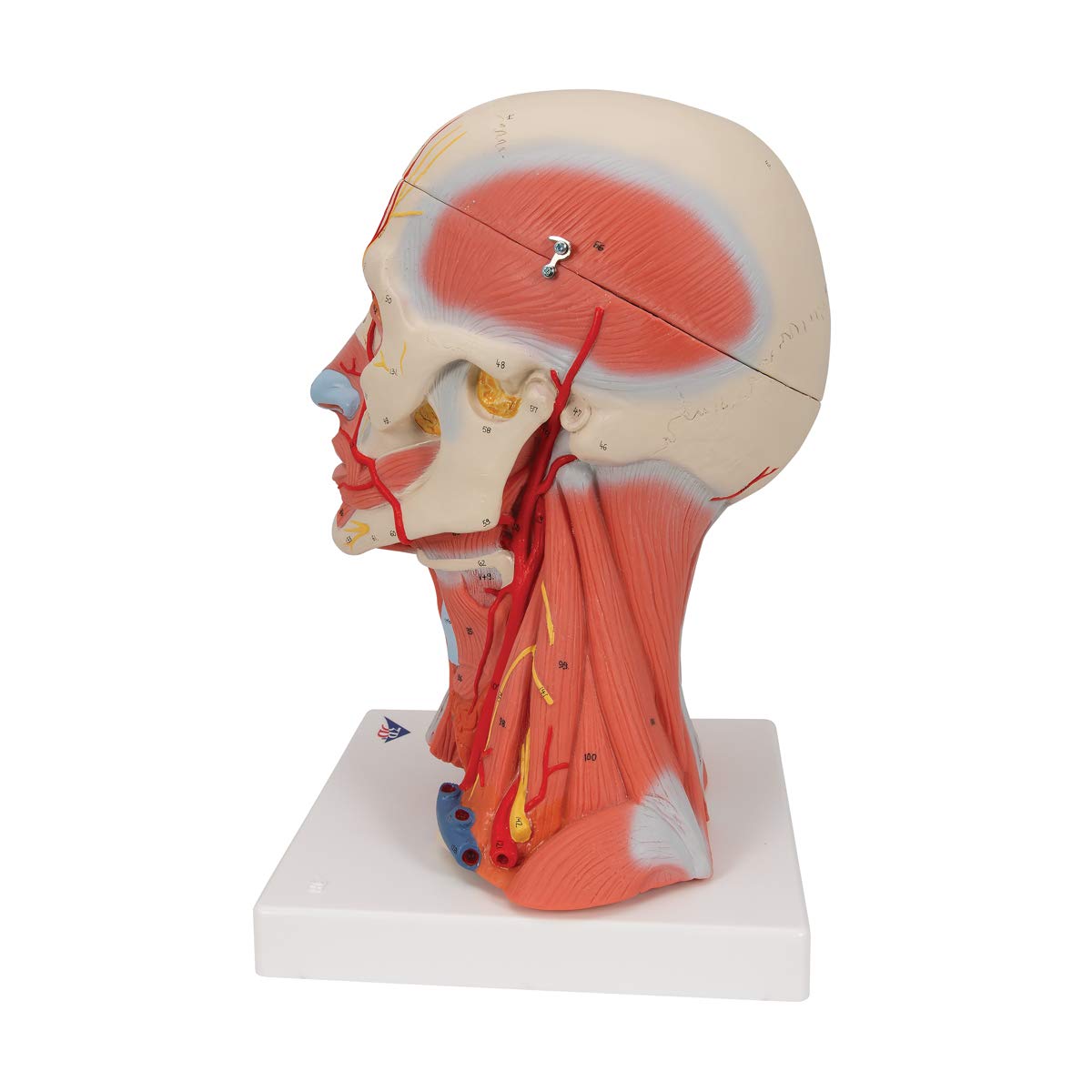 3B Scientific C05 Modelo de anatomía humana Musculatura de la Cabeza y del Cuello, 5 Piezas + App de anatomía gratuita - 3B Smart Anatomy