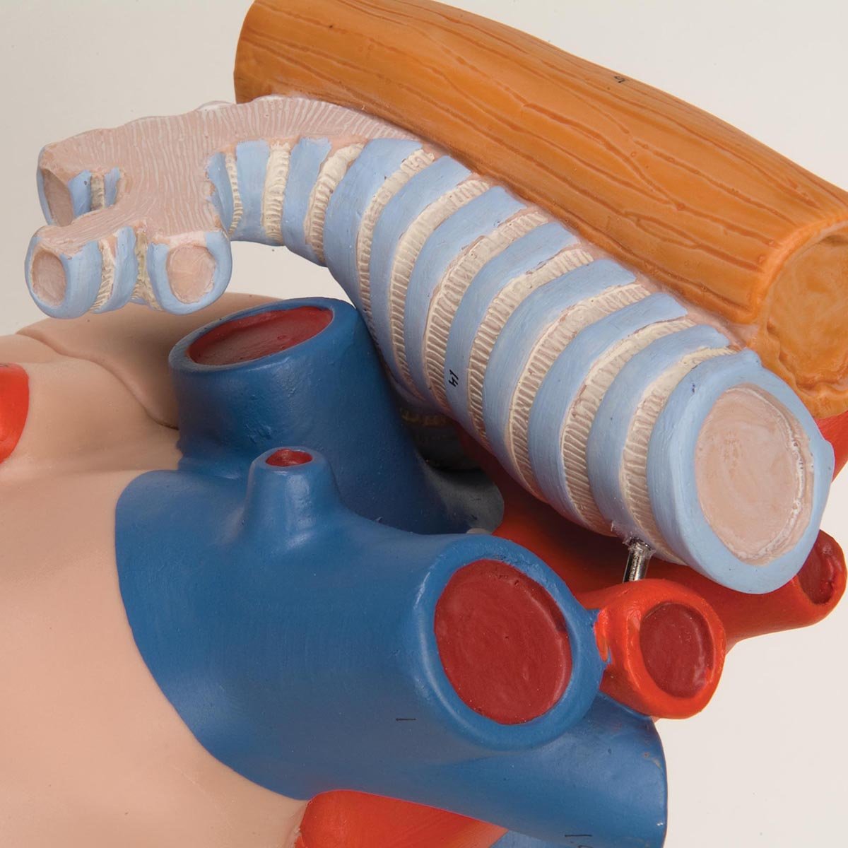 3B Scientific G13 Corazón Con Esófago y Tráquea, 2 Veces Su Tamaño Natural, de 5 Piezas + App de anatomía gratuita - 3B Smart Anatomy
